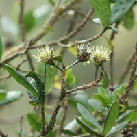 Pavetta involucrata Thwaites